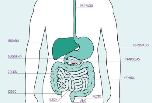 Beneficios del te de indio en el sistema digestivo